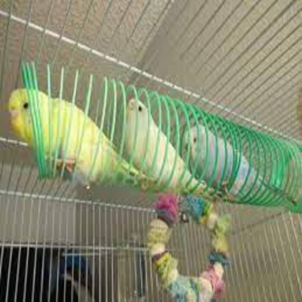Budgie Toys
